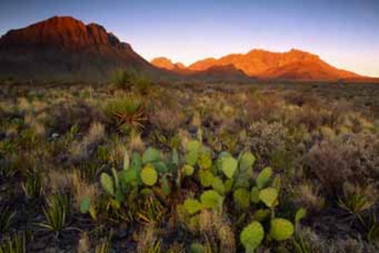 Dawn Light Creeps Down From the Heights of Chihuahuan Desert Peaks Toward Prickly Pear Cactus